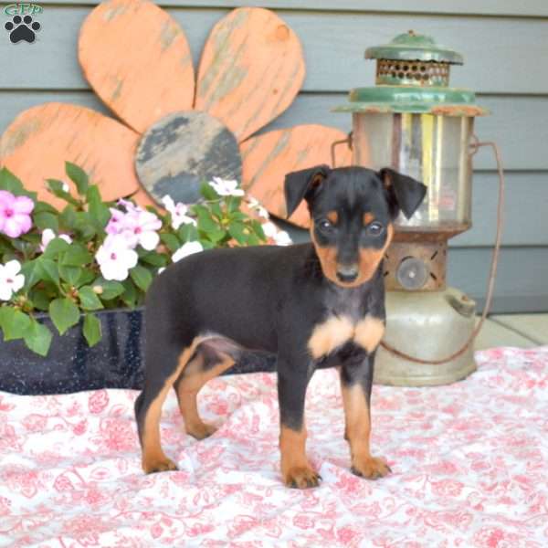 Cooper, Miniature Pinscher Puppy