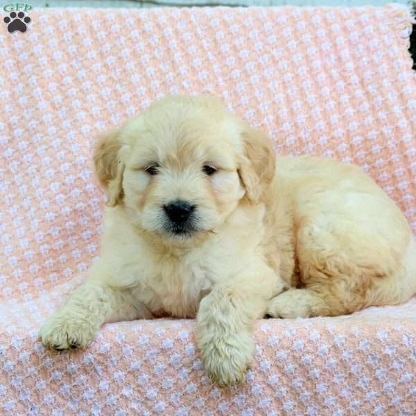 Cooper, Mini Goldendoodle Puppy