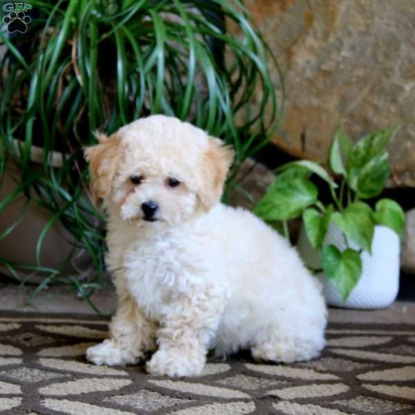 Cooper, Cavachon Puppy