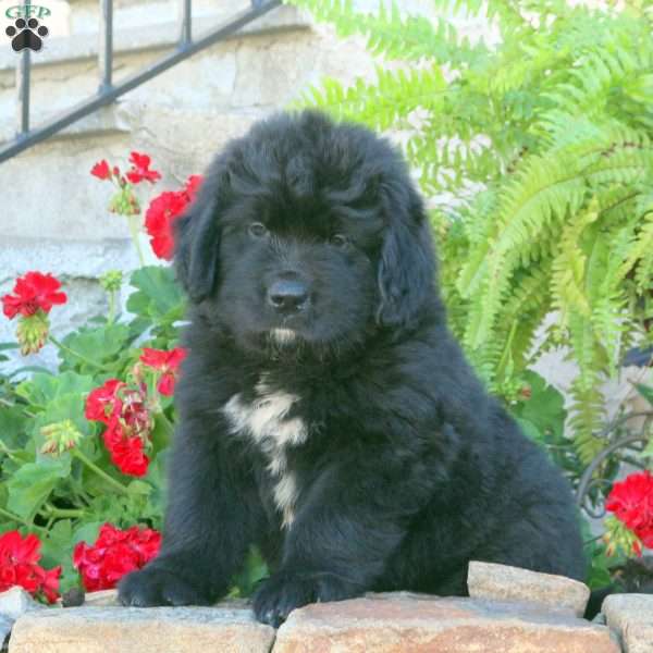 Corey, Newfoundland Puppy