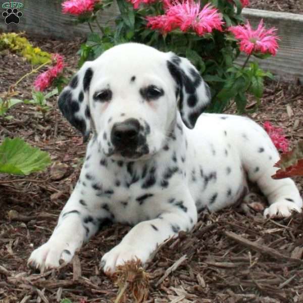 Costis, Dalmatian Puppy