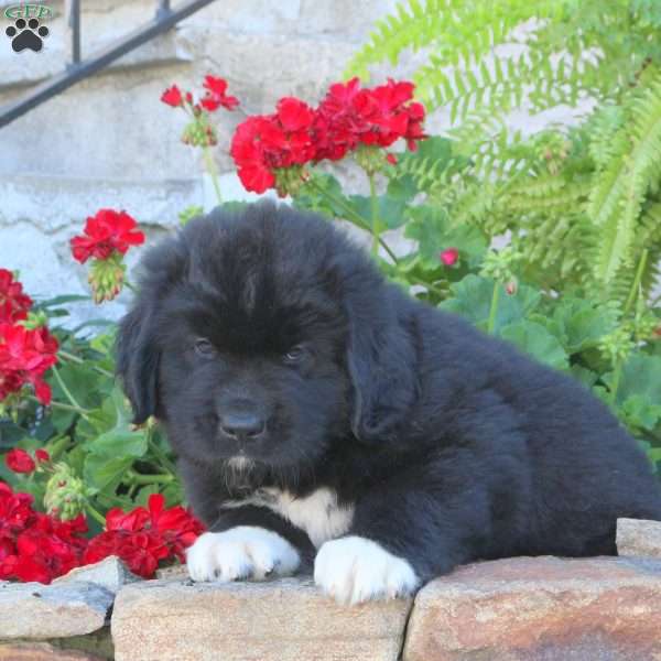 Cramer, Newfoundland Puppy