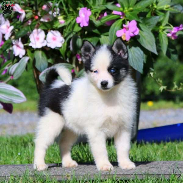 Crystal, Pomsky Puppy