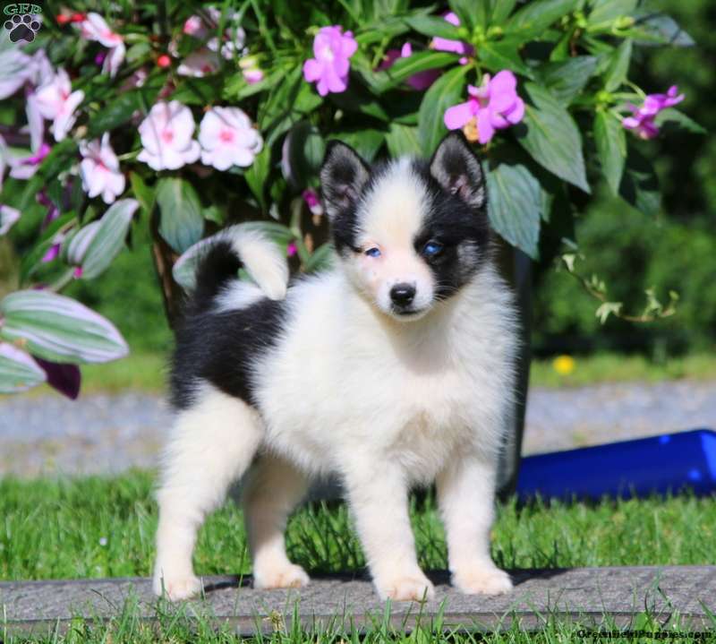 Crystal - Pomsky Puppy For Sale in Pennsylvania