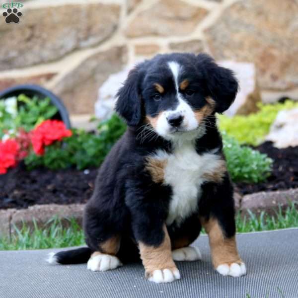 Cupcake, Bernese Mountain Dog Puppy