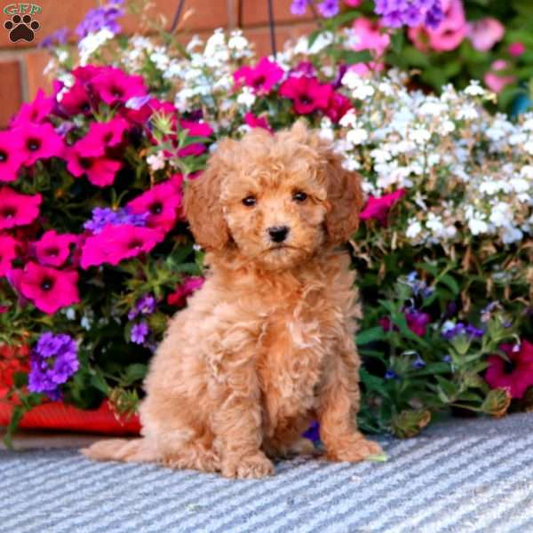 Cupcake, Mini Goldendoodle Puppy