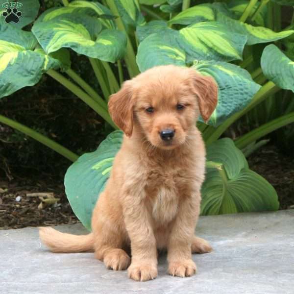 Cupid, Golden Retriever Puppy