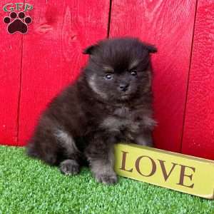 Pomeranian Puppies For Sale - Greenfield Puppies