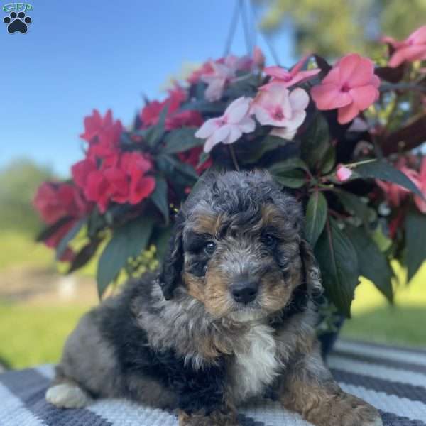 Dusty, Mini Bernedoodle Puppy