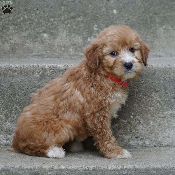 Penny, Mini Aussiedoodle Puppy