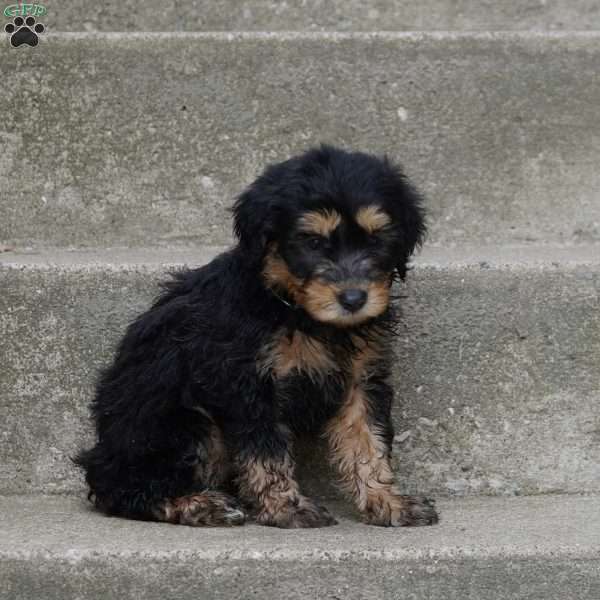 Benji, Mini Aussiedoodle Puppy