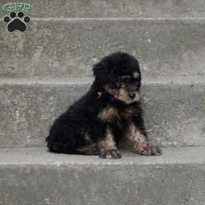 Oliver, Mini Aussiedoodle Puppy