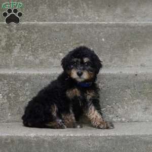 Oliver, Mini Aussiedoodle Puppy