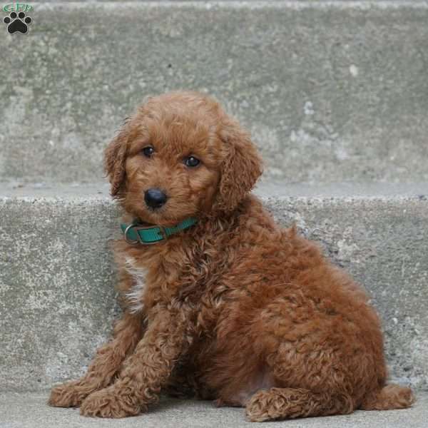 Jay, Mini Aussiedoodle Puppy