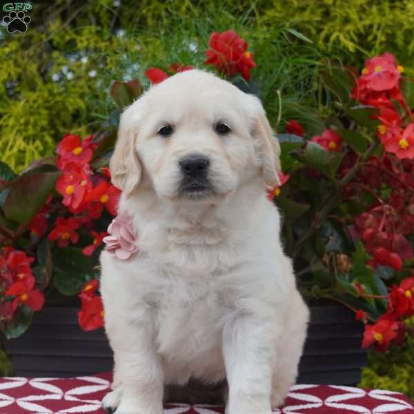 Jane, Golden Retriever Puppy