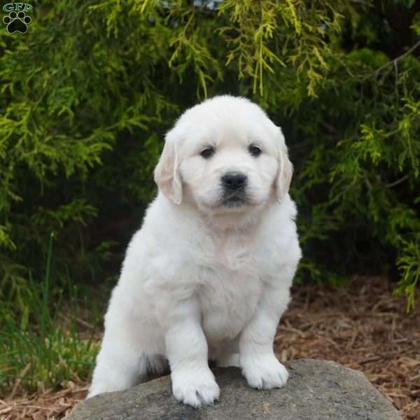 Janet, Golden Retriever Puppy