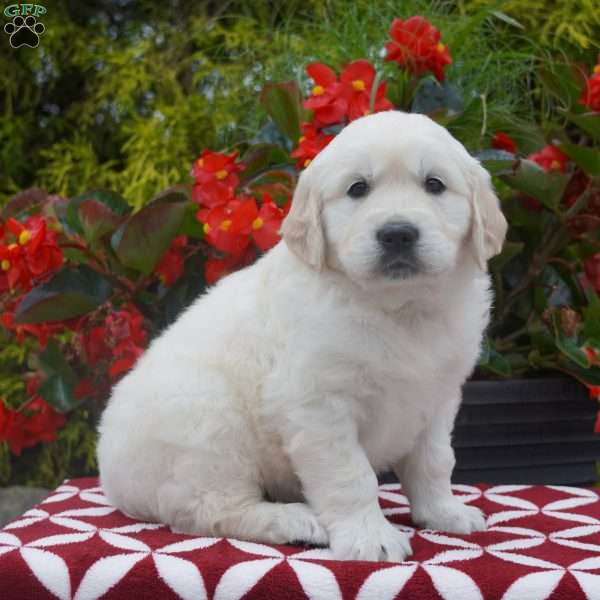 Jordan, Golden Retriever Puppy