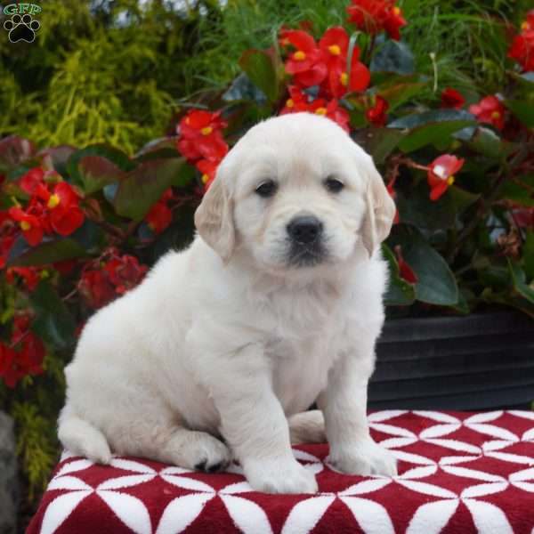 Jasper, Golden Retriever Puppy