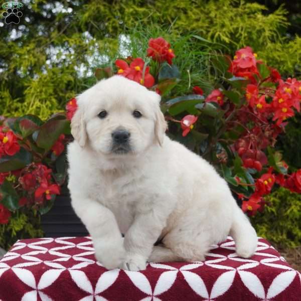 Jesse, Golden Retriever Puppy