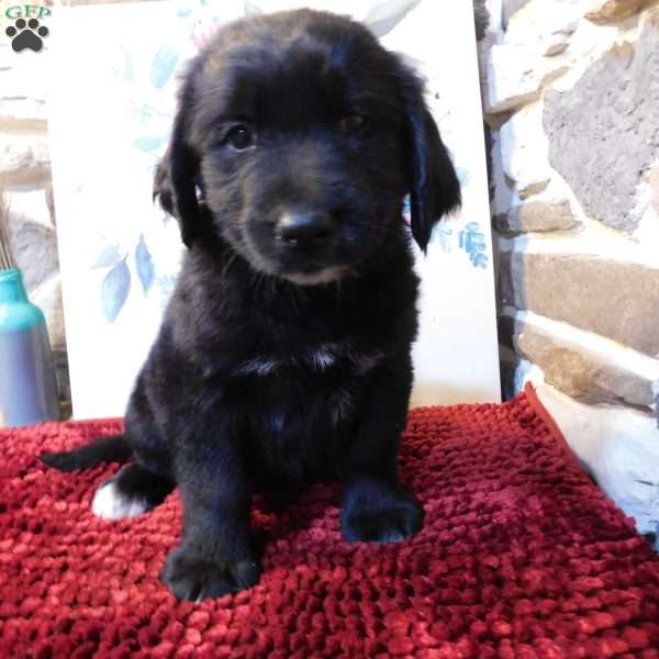 Reese, Bernese Golden Mountain Dog Puppy