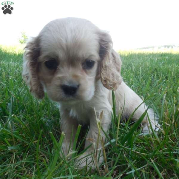 Nova, Cocker Spaniel Puppy