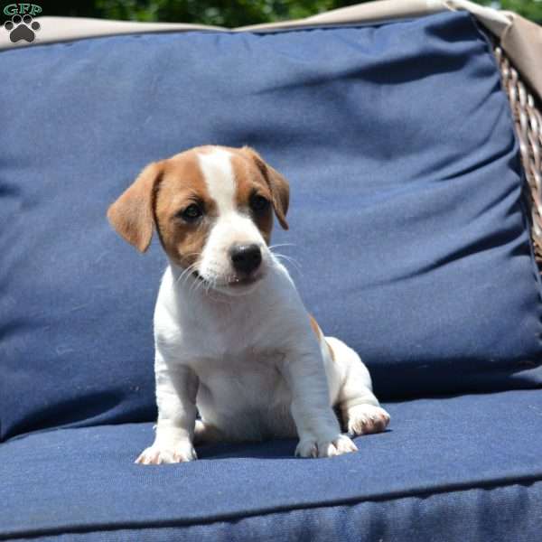 Rosie - Jack Russell Terrier Puppy For Sale in Pennsylvania