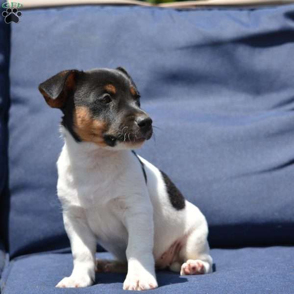 Roxy, Jack Russell Terrier Puppy