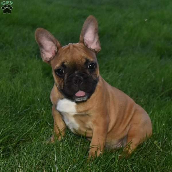 Batman, French Bulldog Puppy