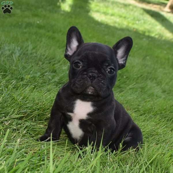 Garfield, French Bulldog Puppy