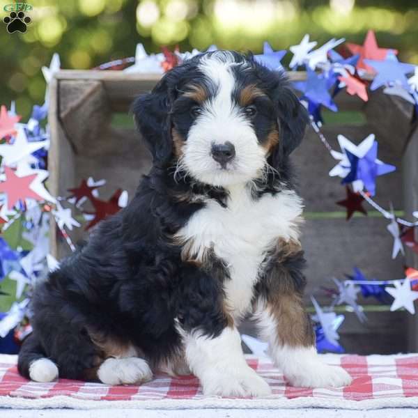 Kade, Mini Bernedoodle Puppy