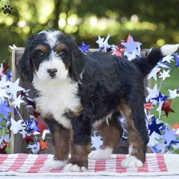 Kenneth, Mini Bernedoodle Puppy