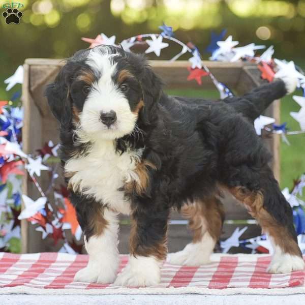 Kayla, Mini Bernedoodle Puppy