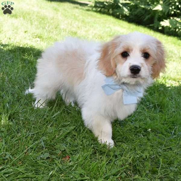 Maverick, Cavachon Puppy