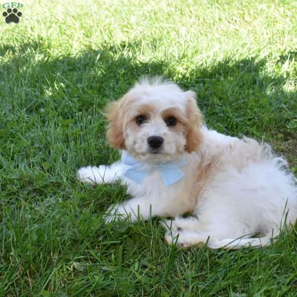 Carter, Cavachon Puppy