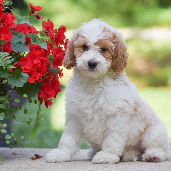 Scarlett, Mini Goldendoodle Puppy