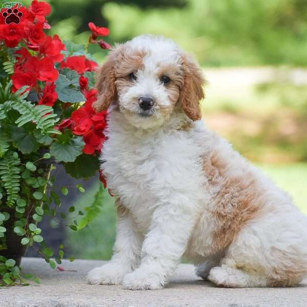 Sophie, Mini Goldendoodle Puppy