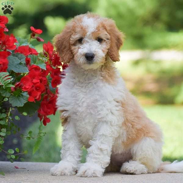 Saylor, Mini Goldendoodle Puppy