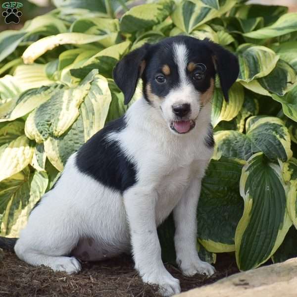 Cali - Bernedoodle Puppy For Sale in Pennsylvania