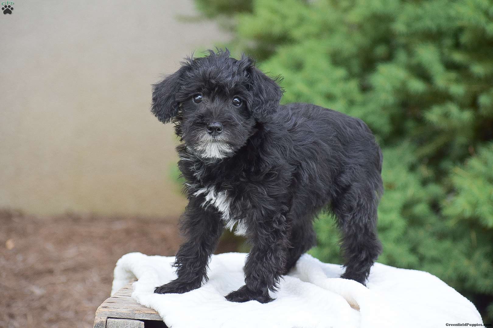 Annie - Mini Schnoodle Puppy For Sale in Pennsylvania