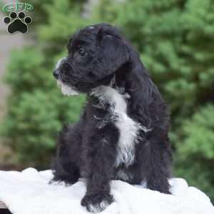 Austin, Mini Schnoodle Puppy