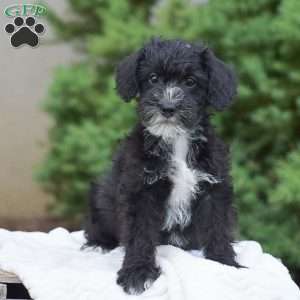 Austin, Mini Schnoodle Puppy