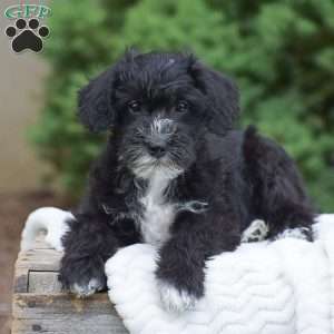 Austin, Mini Schnoodle Puppy