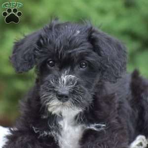 Austin, Mini Schnoodle Puppy