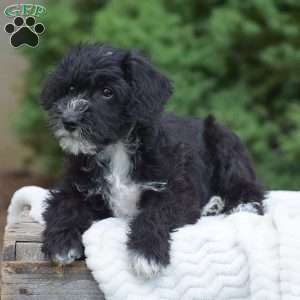 Austin, Mini Schnoodle Puppy