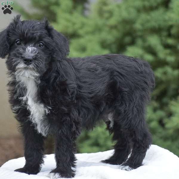 Austin, Mini Schnoodle Puppy