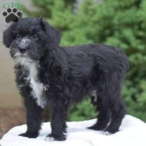 Austin, Mini Schnoodle Puppy