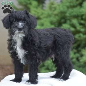 Austin, Mini Schnoodle Puppy