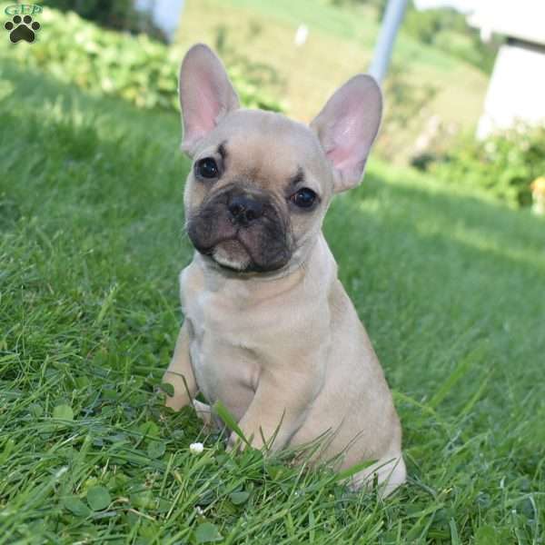 Dozer Jr, French Bulldog Mix Puppy