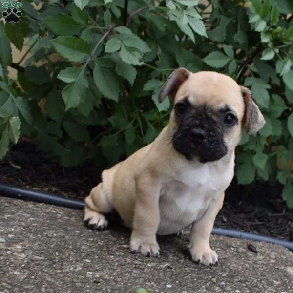 Stuart, French Bulldog Mix Puppy
