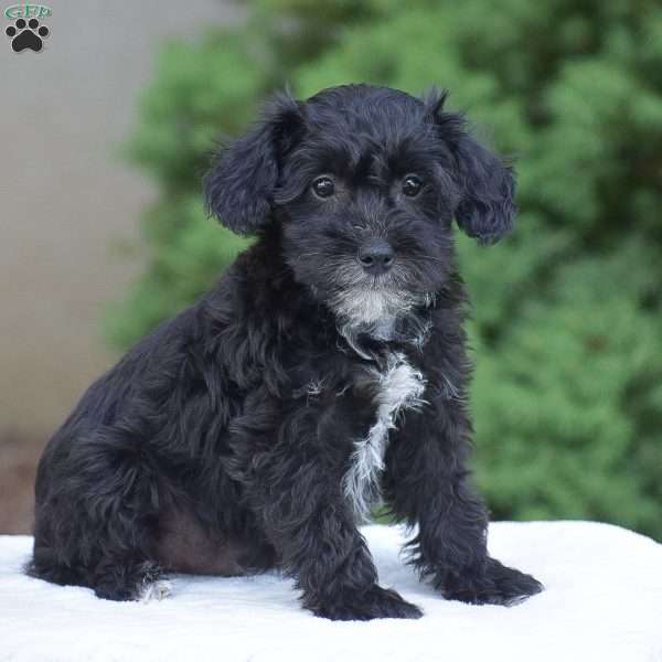 Anthony, Mini Schnoodle Puppy